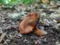 Mérges pókhálósgomba (Cortinarius orellanus), Pilis